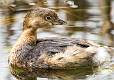 Kirms Photography Pied-billed Grebe-4